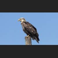 0310_Junger Weisskopfseeadler_CH2Z3549.JPG